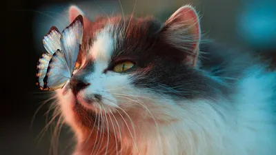 15 очень милых и красивых фотографий котят и котиков | Алиса Ламитова | Дзен