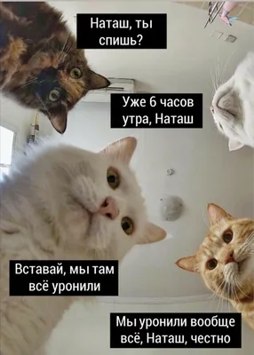 Автор мема про Наташу и котов Дарья Бородулина зарегистрирует торговую  марку «Наташа, мы все уронили» | Sobaka.ru