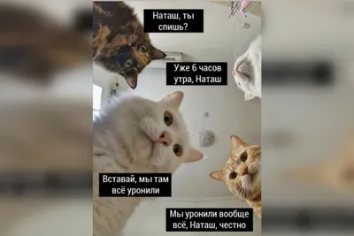 Шаблон для мемов про Наташу и котов! | Шаблоны, Мемы, Баннер