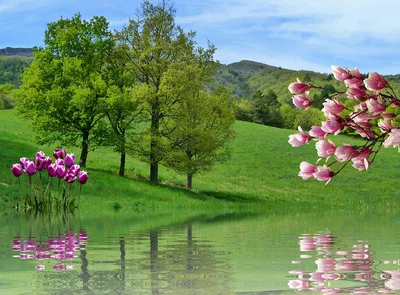 Весна Тюльпаны Природа - Бесплатное фото на Pixabay - Pixabay