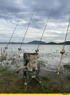 Клюёт? Подсекай! Прикольные картинки про рыбалку о которых вы не просили |  Mixnews