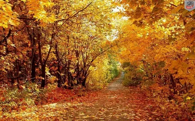 Золотая осень красивые рисунки для срисовки - 61 фото