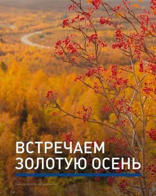 Персик золотая осень - 54 фото