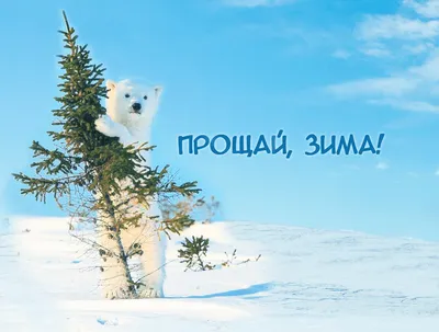 Прощай, Зима - русский язык как иностранный | Polar bear, Polar bear  images, Animals wild