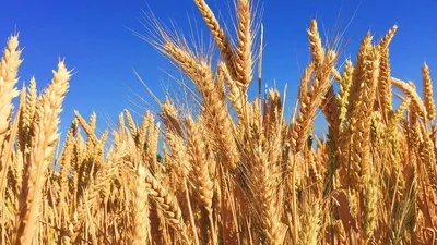 Яровая пшеница: посев, возделывание, обработка и урожайность ✓ публикация  АГРОСЕПМАШ