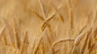 Показатели качества зерна пшеницы и факторы на них влияющие | «Сингента» в  России