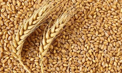 Сертификация пшеницы - 1okno.com