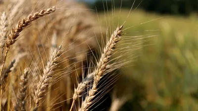 Пшеница зерно в мешке5 кг свежий урожай нешлифованная - купить с доставкой  по выгодным ценам в интернет-магазине OZON (746109959)