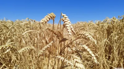 Среднеспелые сорта пшеницы мягкой яровой