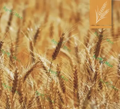 Аграрии приостановили продажу пшеницы экспортерам - Ведомости