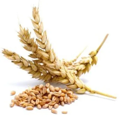 Экспорт пшеницы ограничат новой пошлиной. Как это влияет на цену хлеба — РБК