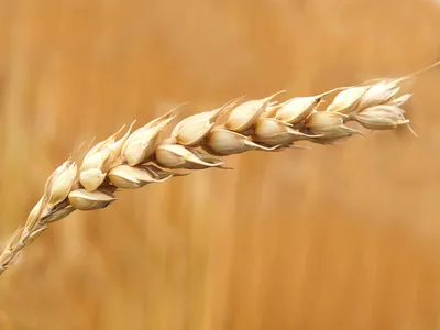 Посевной материал озимой пшеницы Фриски – Купить Цена Оригинал 100% –  АгроМен