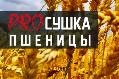 Сухой колос пшеницы, набор 20 шт. (2325572) - Купить по цене от 134.00 руб.  | Интернет магазин SIMA-LAND.RU