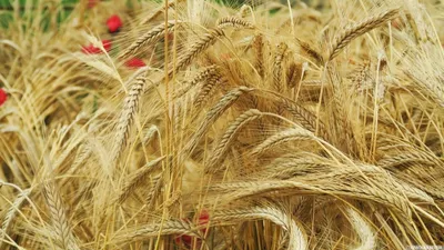 Поле пшеницы стоковое изображение. изображение насчитывающей еда - 187519077