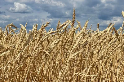 Классификация пшеницы по классам