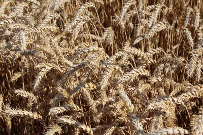 Семена пшеницы озимой мягкой сорт Тая ОЗИМАЯ ПШЕНИЦА ОЗИМАЯ