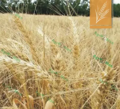 Затраты на выращивание пшеницы могут вырасти на 25% – Агроинвестор