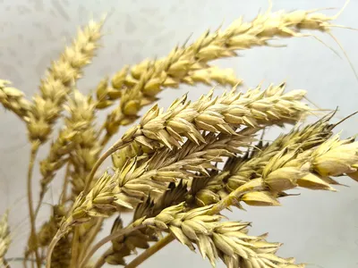 Уральские ученые вывели новый сорт пшеницы для выпечки - Российская газета