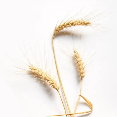 Минсельхоз США снова понизил прогноз урожая пшеницы | ИА Красная Весна