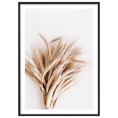 Колосья Пшеницы Пшеничное Поле - Бесплатное фото на Pixabay - Pixabay