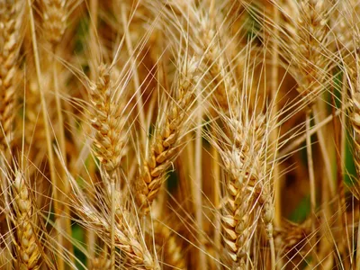 Семена озимой пшеницы Шестопаловка – Купить Цена Оригинал 100% – АгроМен