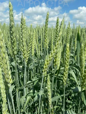 Размол твердой пшеницы | Переработка зерна | Группа Бюлер