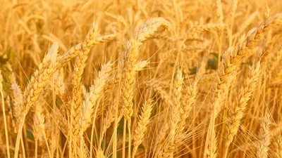 Колоски пшеницы натуральные, пучок - 18 шт (ID#725150274), цена: 30 ₴,  купить на Prom.ua