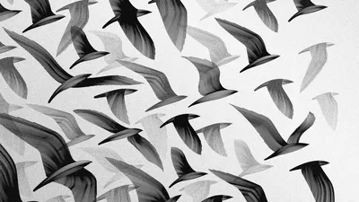 коллаж поющих птиц, изолированный на белом Стоковое Фото - изображение  насчитывающей перо, европейско: 219750794