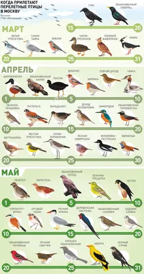 Картинки птиц прилетающих весной фотографии