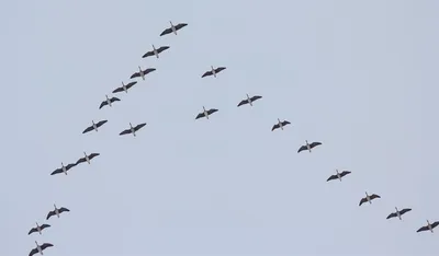 Заказник \"Озёры\" - 1 апреля - Международный день птиц