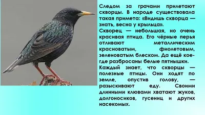 Какие птицы прилетают в Хакасию первыми: интервью с орнитологом |  03.04.2021 | Абакан - БезФормата