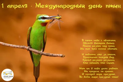 Международный день птиц 2024: какого числа, история и традиции праздника