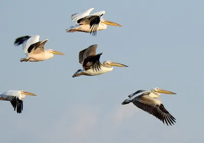 15 видов птиц – постоянных обитателей Израиля