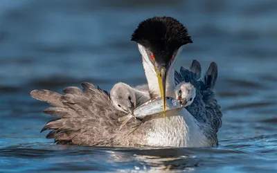 Посмотрите на самые красивые фото диких птиц | РБК Life