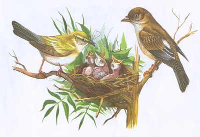 Картинки птицы весной для детей фотографии
