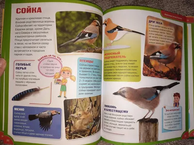 100 стихов про птиц для детей: изучаем животных