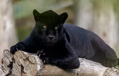 В чем разница между Пантерой и черной Пумой? | Animal Global | Дзен