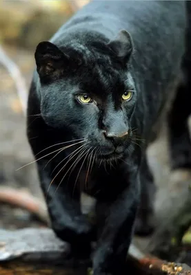 Кошка Пума чёрная (46 фото) | Пумы, Пантера, Кошки