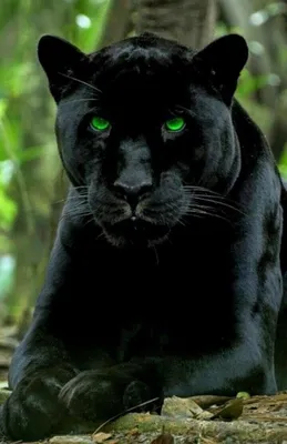 Кошка Пума чёрная - красивые фото