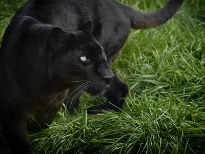 пума, черная пантера, дикая кошка, png | PNGWing