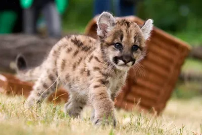 Пума (Felis (Puma) concolor) — Зоопарк «Лимпопо» г. Нижний Новгород –  Нижегородский зоопарк