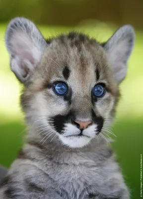 Пума (Felis (Puma) concolor) — Зоопарк «Лимпопо» г. Нижний Новгород –  Нижегородский зоопарк