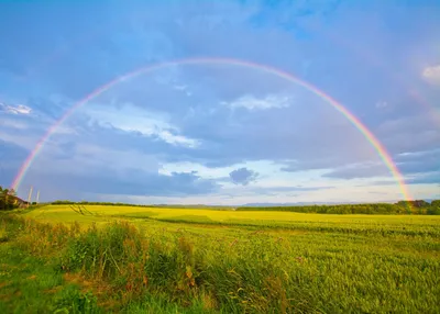 7 цветов радуги: как они влияют на наше настроение и эмоции | Цветник на  даче | Дзен