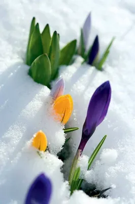 Nature | Amazing flowers, Winter garden, Spring flowers