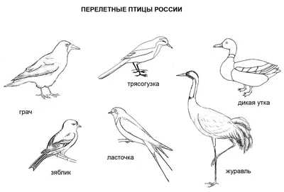 Раскраски Птицы Зимой