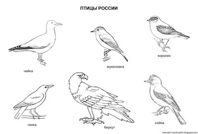 Рисунок на тему перелетные птицы для дошкольников (48 фото) » рисунки для  срисовки на Газ-квас.ком