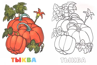 Раскраски Овощи для детей 5 6 лет (28 шт.) - скачать или распечатать  бесплатно #25141