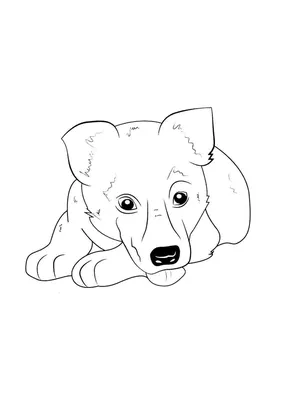 Раскраски Раскраска Раскраски животные распечатать для детей собака ,  скачать распечатать раскраски.