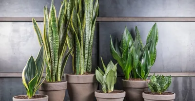 Названы 9 комнатных растений, способных нанести человеку вред — Секрет фирмы