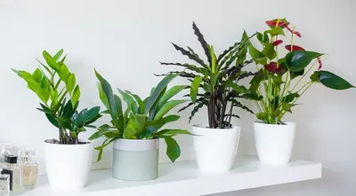 8 комнатных растений, которые выживут в самом темном углу | Комнатные  травы, Растения, Комнатные растения